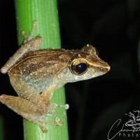 Pseudophilautus stictomerus Gunther, 1876